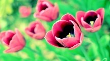 Awesome Tulips Flowers