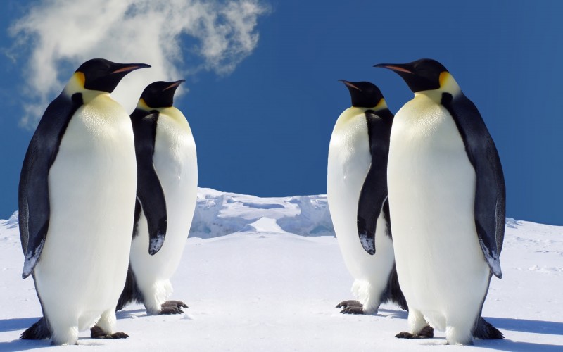 Penguin HD Wallpapers And Pictures