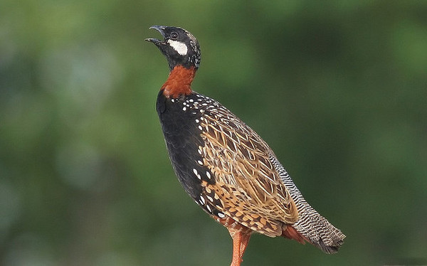 Francolin Wallpapers HD Pictures