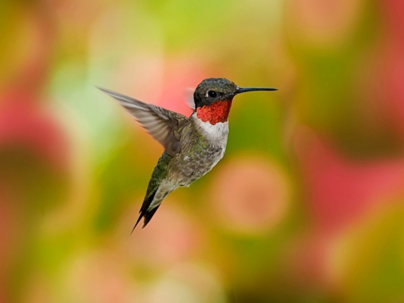 HummingBird Wallpapers HD Pictures