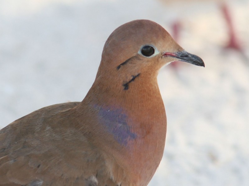 Dove Wallpapers HD Pictures