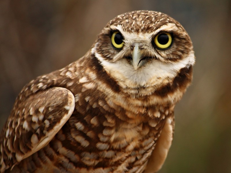 Owl Wallpapers HD Pictures