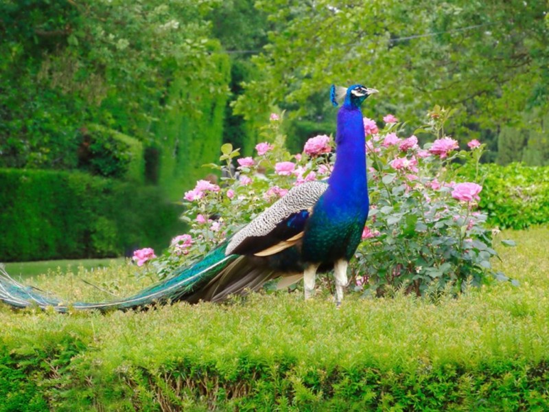 Peacock Wallpapers HD Pictures