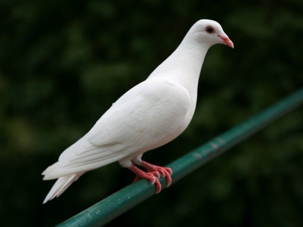 White Dove Wallpapers HD Pictures