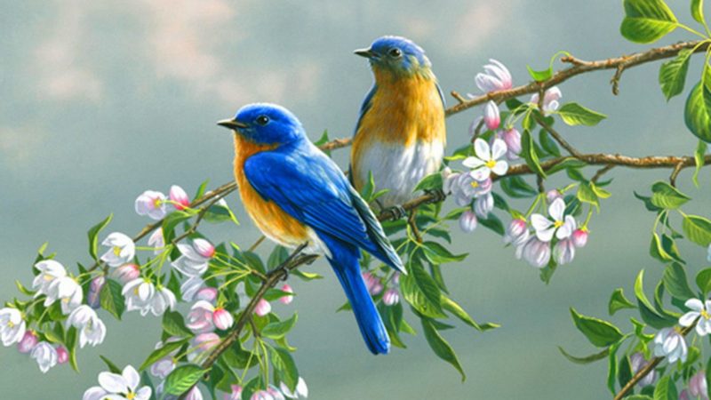 Beautiful Birds Wallpapers HD images