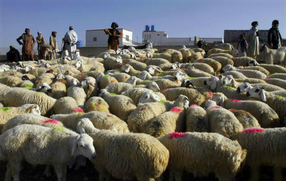 Eid ul Adha Animals Mandi in Pakistan