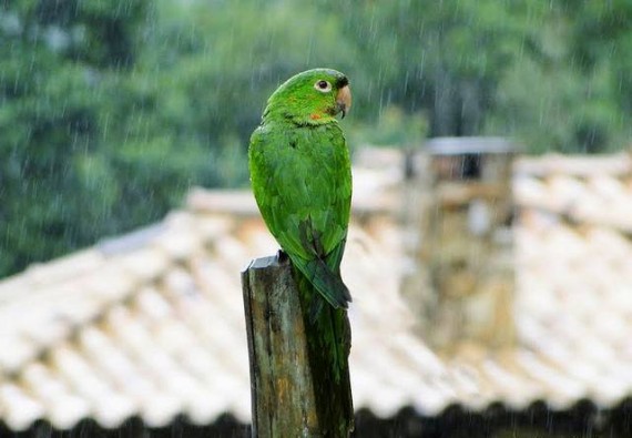 Green Parrot In Rain