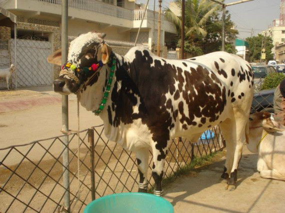 Biggest Animal Eid ul Azha