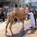 Decorated Big Cattle on Eid ul adha