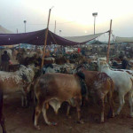 Mandi Maweshi Pics