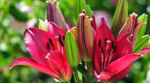 Beautiful Flowers Pics