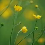 Blue Yellow Flowers Background