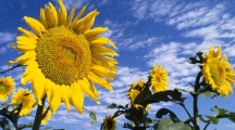 Colorful Sunflower Pictures
