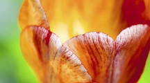Different Flowers Pictures