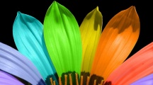 Flower Color Petals Wallpapers