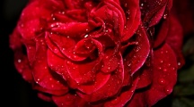 Fresh Red Rose Wallpapers