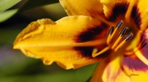 Full HD 1080p Flowers Wallpapers