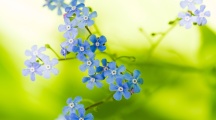 Green Beautiful Flowers Wallpapers