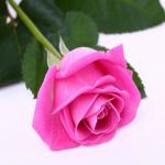 Most Lovely Beautiful Pink Rose Widescreen