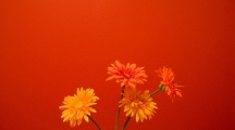 Orange Flowers wallpapers