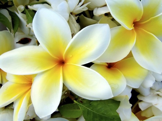 White Yellow Flowers Wallpaper