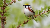 Awesome Bird HD Pictures
