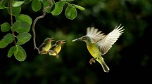 Beautiful Birds Wallpapers & Pictures