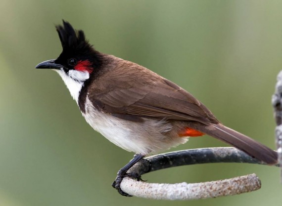Beautiful Bulbul HD Wallpapers