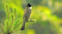 Bulbul HQ Wallpaper