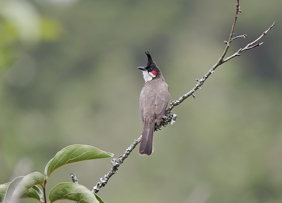 HD Bulbul Wallpapers