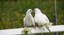 Loving Pigeons Couple Photos