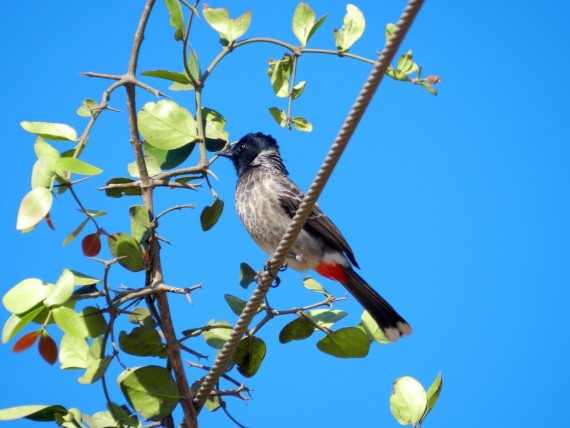 Red Vented Bulbul Photos