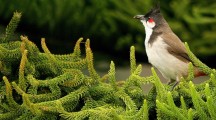 Red Vented Or Red Whiskered Bulbul
