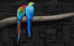 Beautiful Birds Wallpapers HD Pictures