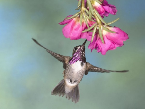 Beautiful HummingBird Wallpapers For Desktop