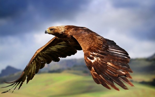 Golden Eagle Wallpapers HD Pictures