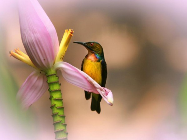 HummingBird Wallpapers HD Pictures & Pics