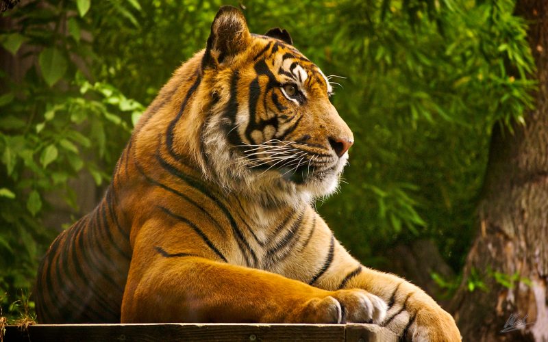 Tiger Wallpapers HD Pictures